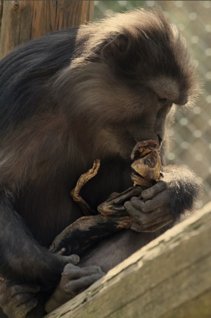 Yavrusunun öldüğünü kabullenemeyen anne maymun