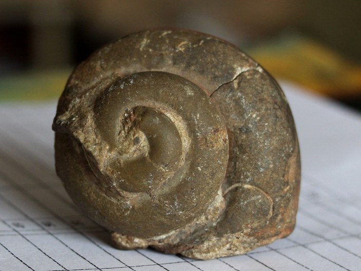 Giresun'da 65 milyon yıllık ammonit fosili bulundu