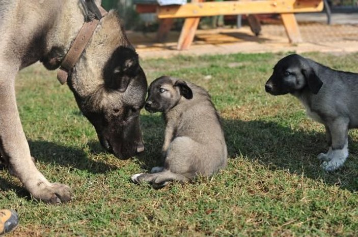 10 aylık kangal köpeğinin fiyatı 125 bin lira