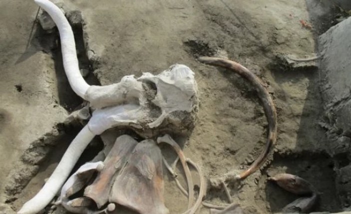 Meksika'da 15 bin yıllık mamut tuzağı bulundu