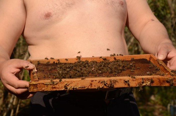 Ordu'da arılar beni tanır dedi peteklerin arasına daldı