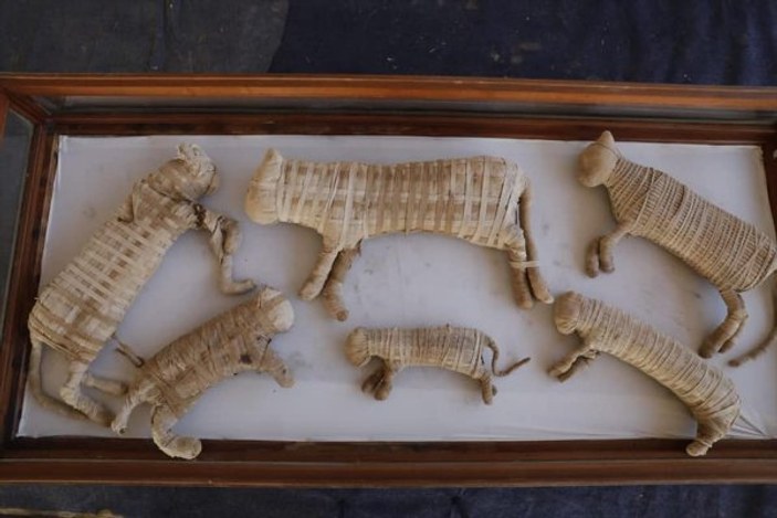 Mısır'da kedi mumyası bulundu