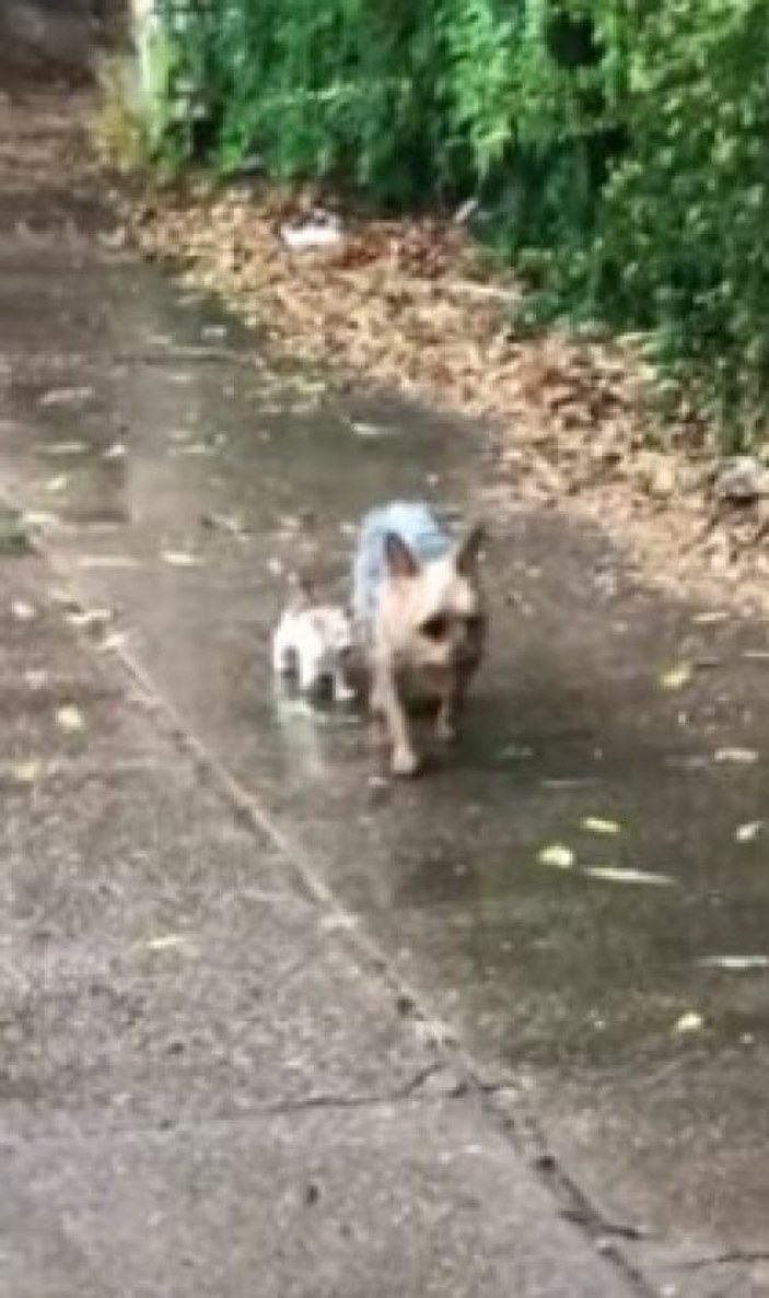ABD'de yağmurda ıslanan kediye sahip çıkan köpek