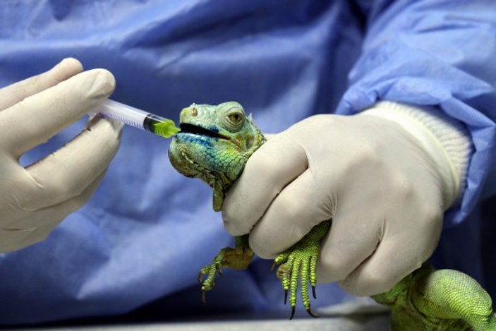 Gaziantep'te iguanaya tümör ameliyatı