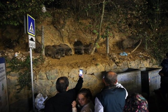 Sarıyer'de şehre inen domuzları beslediler