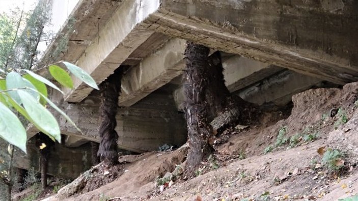 Palmiyeler zarar görmesin diye betona delik açıldı