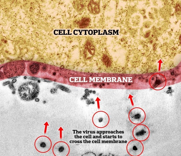 Koronavirüsün sağlıklı hücrelere saldırma anı