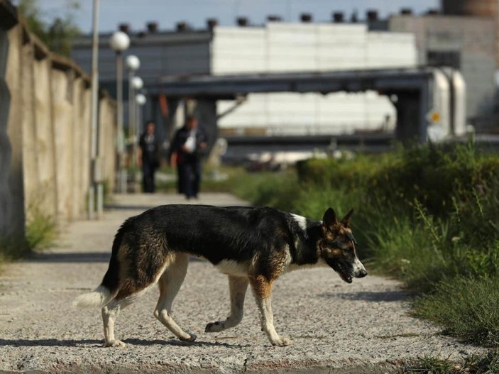 Koronayı yarasa yiyen sokak köpekleri başlattı iddiası