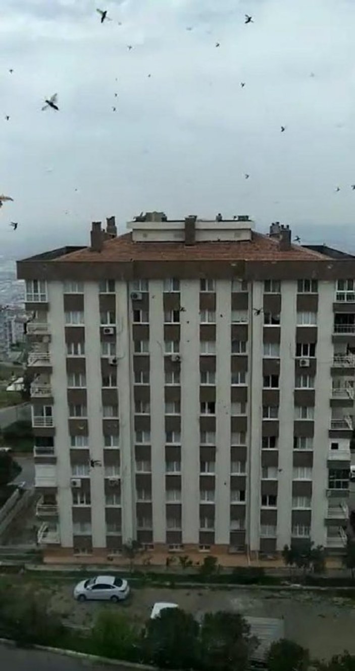 İzmir'de, evin çevresinde uçuşan böcekler şaşırttı