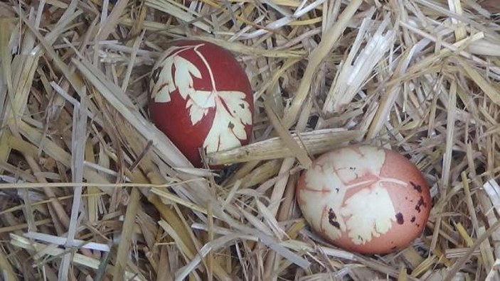Bahçıvanın maydanoz desenli yumurta iddiasına yanıt geldi