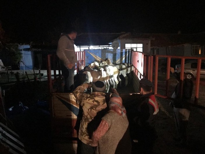Edirne'de köylerden koyun çalan 4 kişi yakalandı