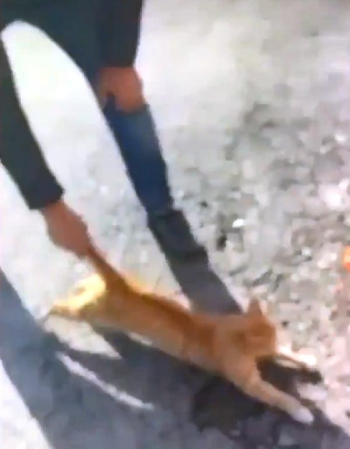 Kahramanmataş'ta, kediye eziyete para cezası