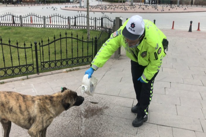 Konya'da sokak hayvanları trafik polisine emanet