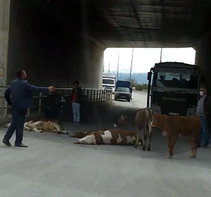 Erzincan'da köprüden düşen inekler telef oldu