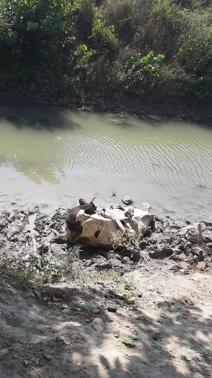 Adana'da çamura saplanan ineği itfaiye kurtardı