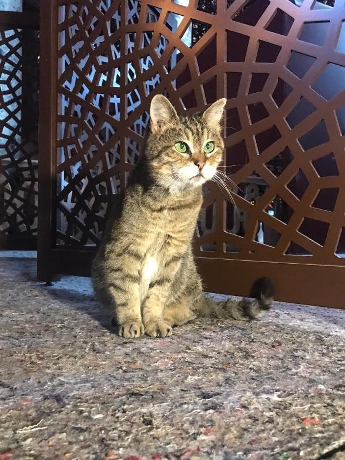 Ayasofya'nın meşhur kedisi Gli'ye Ankara'dan arkadaş geldi