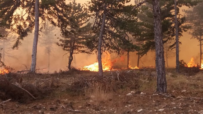 Ormanlar yangınlara teslim oldu