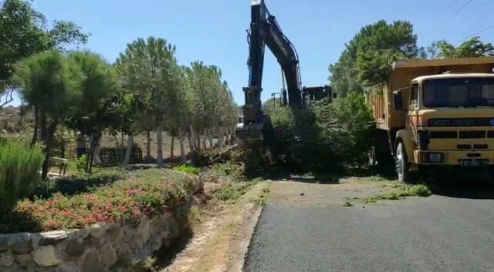 Karaburun Belediyesi ağaç katliamına bahane uydurdu