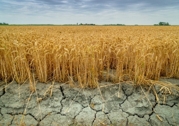 Climate change is reducing children's food diversity