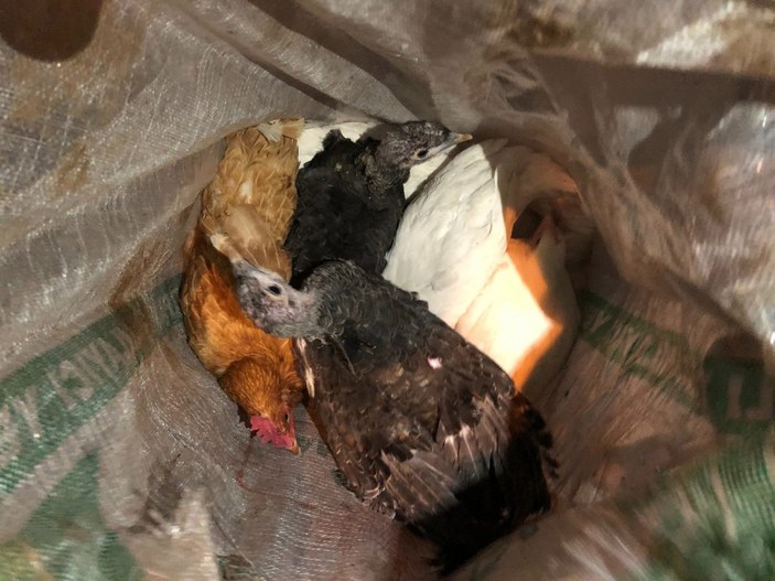 Konya'da şüphelinin sırtındaki çuvaldan çaldığı 10 tavuk çıktı