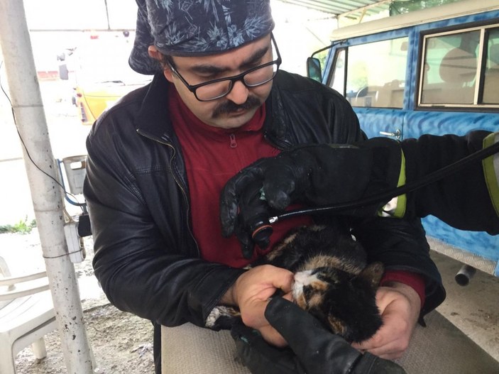 Antalya'da yangından kurtarılan kedi hayata döndürüldü