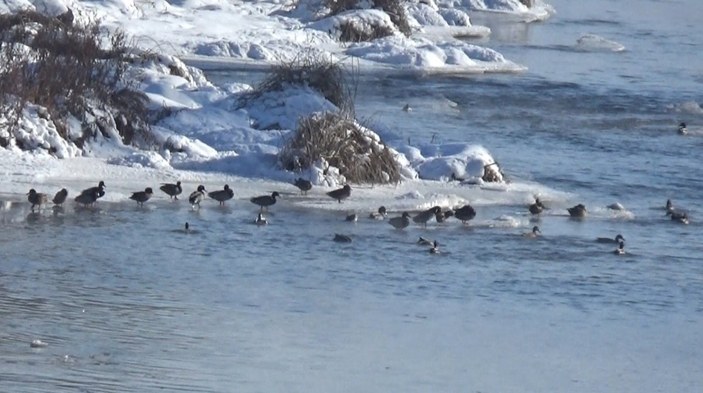 Kars Çayı, Yeşilbaş ördeklere ev sahipliği yapıyor