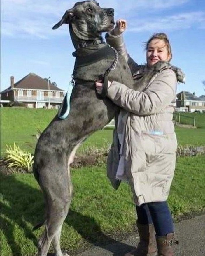 Dünyanın en uzun köpeği Freddy yaşamını yitirdi