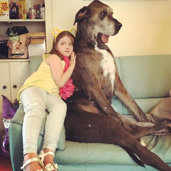 Dünyanın en uzun köpeği Freddy yaşamını yitirdi