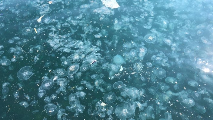 İstanbul Boğazı'nda denizanası istilası