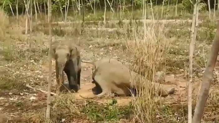 Tayland'da yaralı annesini korumaya çalışan yavru fil