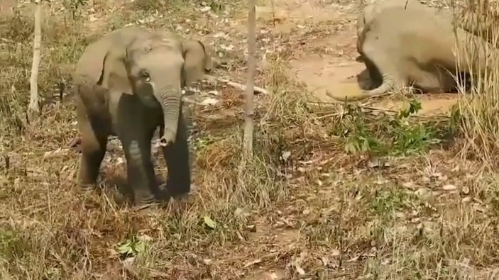 Tayland'da yaralı annesini korumaya çalışan yavru fil