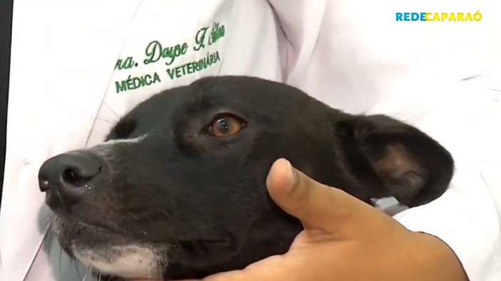 Brezilya’da kliniğe giren köpekte tümör tespit edildi
