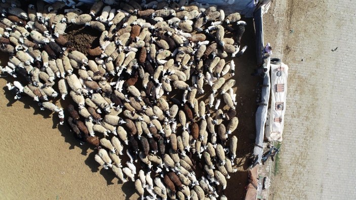 Diyarbakır'ın 200 kuzu, anneleriyle buluştu