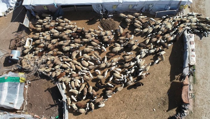 Diyarbakır'ın 200 kuzu, anneleriyle buluştu