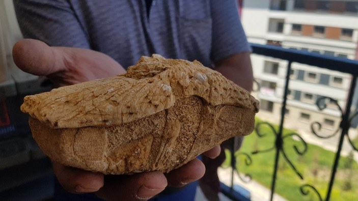 Karabük'te bulduğu taş 45 milyon yıllık fosil çıktı