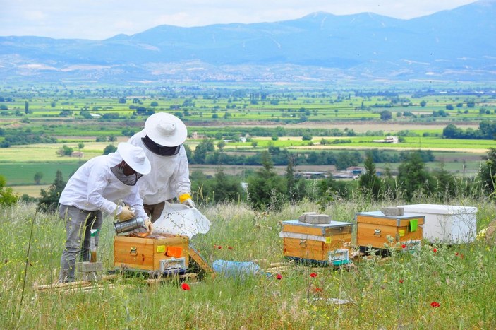 Manisa'da kovanlar, içindeki arılarla birlikte çalındı