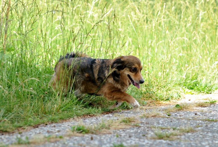 Bursa'da felçli olan köpek, kök hücre nakli ile yürüdü
