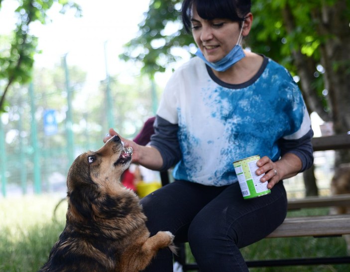 Bursa'da felçli olan köpek, kök hücre nakli ile yürüdü