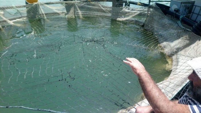 Tercan'da kafes balıkçılığı ilerliyor