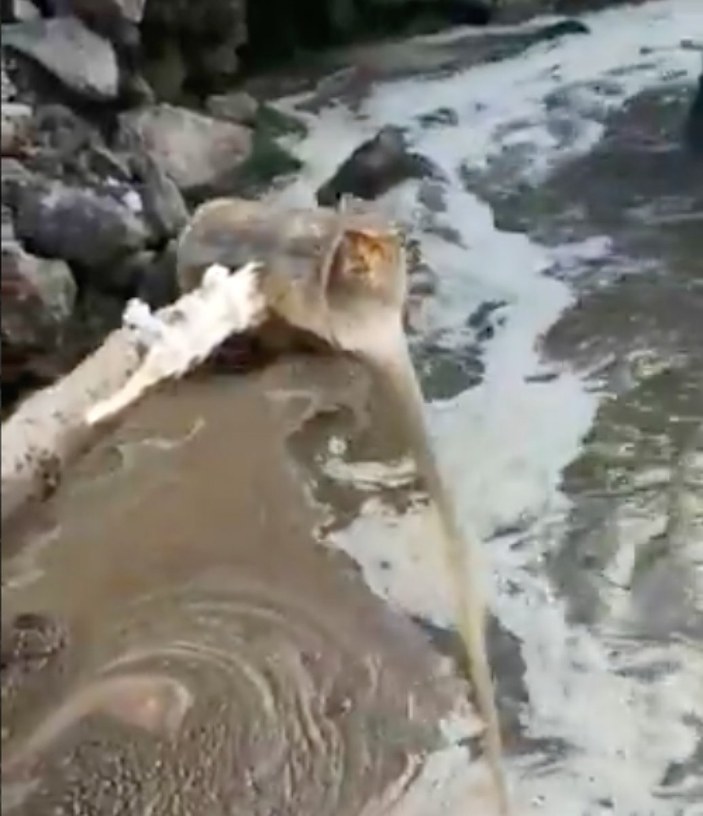 Kocaeli'de atık sular Marmara Denizi'ne dökülürken görüntülendi