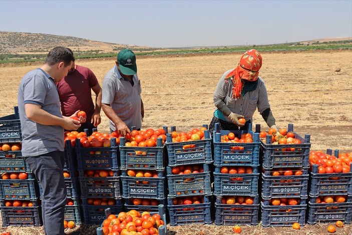 Kilis'te domates üretimi taleplere yetişmeye çalışıyor