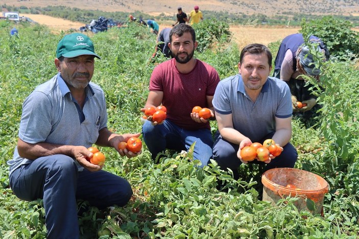 Kilis'te domates üretimi taleplere yetişmeye çalışıyor