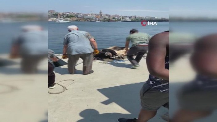 Kasımpaşa'dan denize atlayan kurbanlık dana Balat'a kadar yüzdü