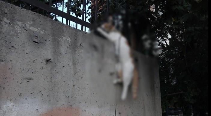Sultangazi'de boğazına ip bağlanan kediyi ölüme terk ettiler