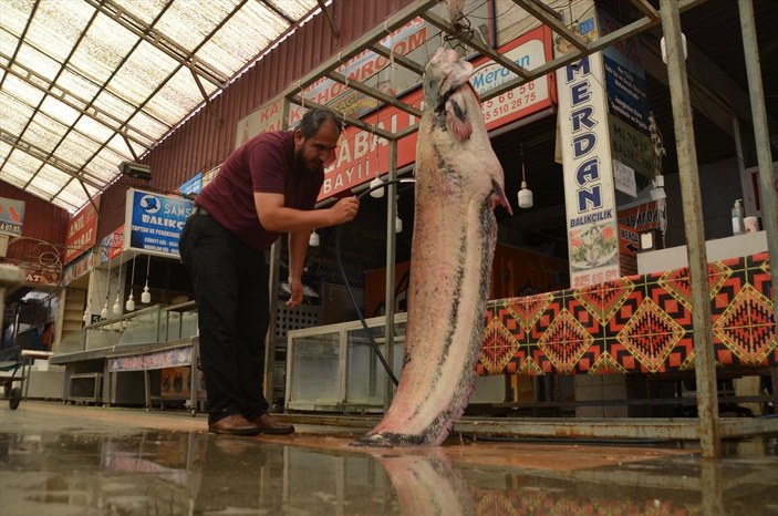 Kahramanmaraş'ta 130 kiloluk yayın balığı yakalandı