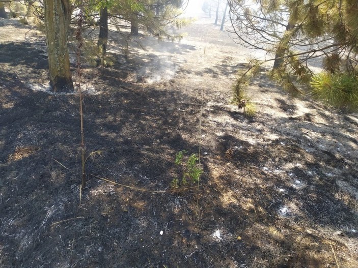Ankara'da Atatürk Orman Çiftliği arazisinde yangın