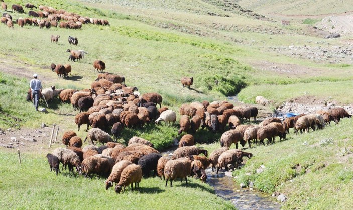 Erzurum'da çoban sıkıntısı: 7 bin lirayı beğenmiyorlar