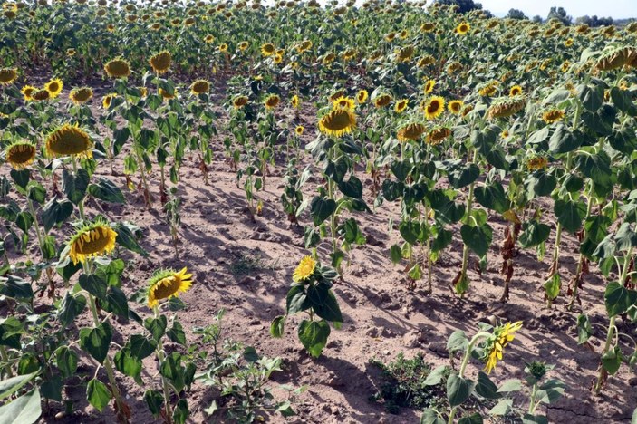 Edirne'de sıcak hava, tarımı da olumsuz etkiliyor