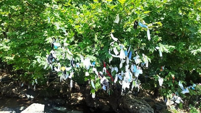 İzmir'de, vatandaşların çaput bağladığı dilek ağacına maske asılmaya başlandı