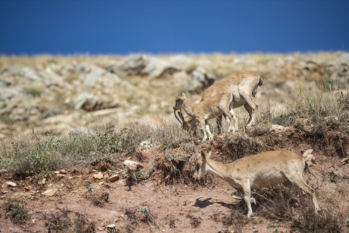 Tunceli'de dağlarda yiyecek bulamayan keçiler, tarlalara indi